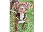 Adopt SCOTTIE a Pit Bull Terrier, Mixed Breed