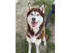 Adopt ELDRICK a Husky, Mixed Breed