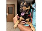 Adopt WAYNE a Rat Terrier, Mixed Breed