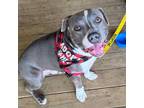 Adopt Becks a Pit Bull Terrier