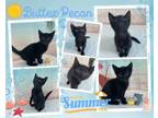 Adopt BUTTER PECAN a Siamese