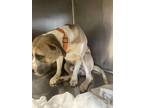 Adopt WALTER a Pit Bull Terrier, Mixed Breed
