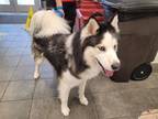 Adopt NIKO a Husky