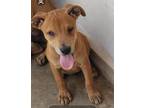 Adopt LOKI a Boxer