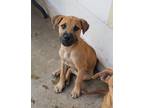 Adopt BRUNO a Boxer