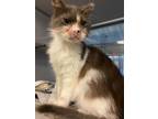 Adopt MAGOO a Persian, Domestic Long Hair