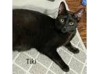 Adopt Tiki Turner a Domestic Short Hair