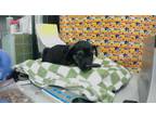Adopt BELL a Staffordshire Bull Terrier, Mixed Breed