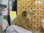 Adopt HERU a Staffordshire Bull Terrier, Mixed Breed