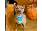 Adopt BREWSTER a Staffordshire Bull Terrier, Mixed Breed
