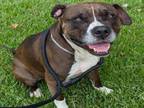 Adopt POLO a Staffordshire Bull Terrier, Mixed Breed