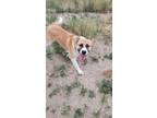 Adopt DUKE a Border Collie