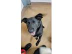 Adopt EDDIE a German Shepherd Dog, Border Collie
