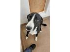 Adopt MONTY MOLE a Labrador Retriever, Mixed Breed