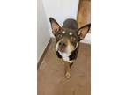 Adopt BOWSER a Australian Kelpie