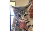 Adopt Ash aka Jet a Domestic Short Hair