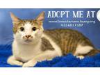 Adopt Tuffy a Domestic Short Hair