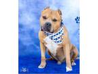 Adopt Turk a Pit Bull Terrier