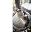 Adopt Bon Jovi a Domestic Short Hair