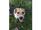 Adopt Rezzy Remington a Beagle
