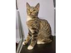 Adopt Axel a Tabby, Domestic Short Hair