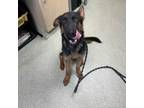 Adopt Baloo a German Shepherd Dog