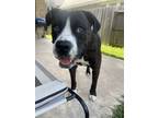 Adopt BOSWORTH a Staffordshire Bull Terrier