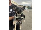 Adopt Killian a Shepherd, Siberian Husky
