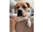 Adopt Rico a American Bully, Staffordshire Bull Terrier
