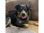 Adopt Otis a Australian Shepherd, Australian Cattle Dog / Blue Heeler