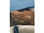 Adopt Wink a Domestic Short Hair