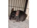 Adopt Ducky a Chinchilla