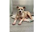 Adopt STUART a Staffordshire Bull Terrier, Mixed Breed