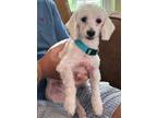 Adopt Andres TX a Poodle