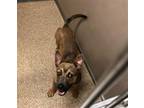 Adopt MOZART a German Shepherd Dog, Mixed Breed
