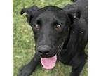 Adopt Jack a Black Labrador Retriever
