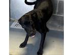 Adopt Sleepy a Terrier