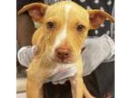 Adopt Bashful a Terrier