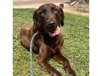 Adopt Buddy a Retriever