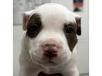Adopt Kaiden a Terrier