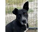 Adopt Roscoe a Black Labrador Retriever