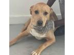 Adopt Doc a Terrier