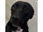 Adopt Happy a Terrier