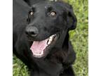 Adopt Xavier a Black Labrador Retriever