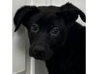 Adopt Aiden a Shepherd