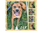 Adopt Jaxon (Jax) CFS 240046929 (duplicate 9964) a Pit Bull Terrier