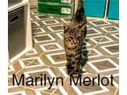 Adopt Marilyn Merlot a Tabby