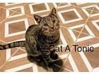 Adopt Cata Tonic a Tabby