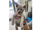 Adopt Dunk a Domestic Short Hair