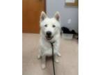 Adopt Kipper a Siberian Husky, Samoyed